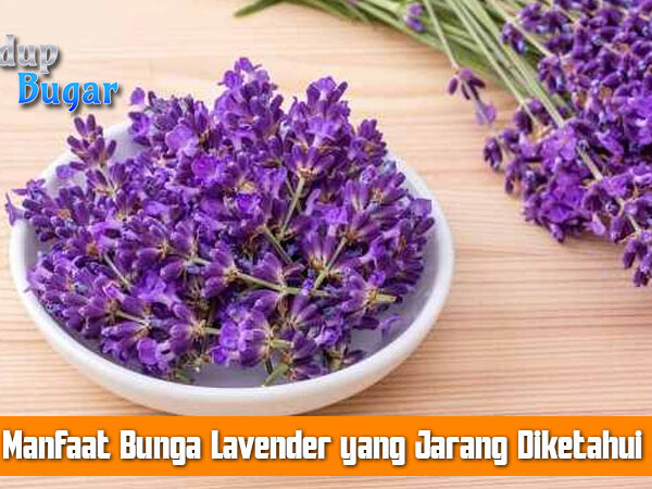 Manfaat Bunga Lavender yang Jarang Diketahui