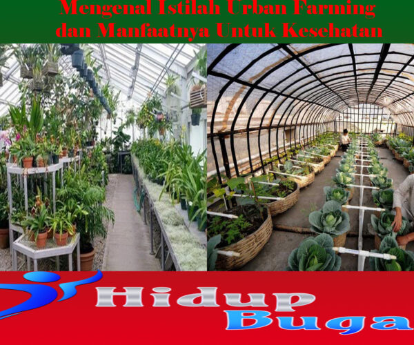 Mengenal Istilah Urban Farming dan Manfaatnya Untuk Kesehatan