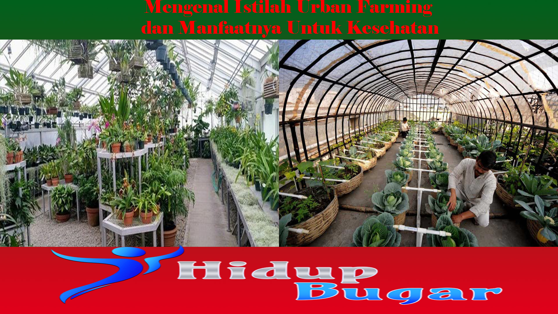 Mengenal Istilah Urban Farming dan Manfaatnya Untuk Kesehatan