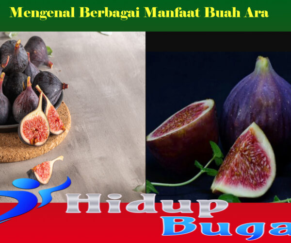 Mengenal Berbagai Manfaat Buah Ara