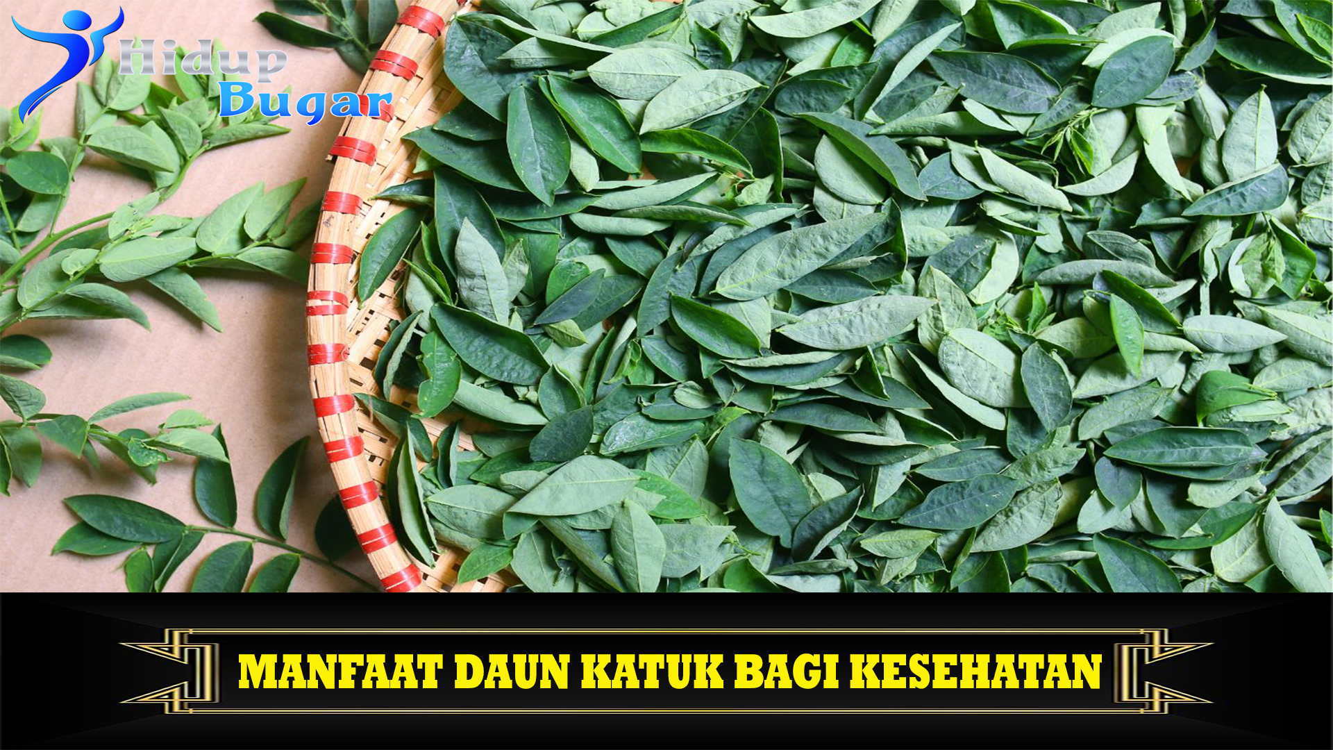 Manfaat Daun Katuk bagi Kesehatan