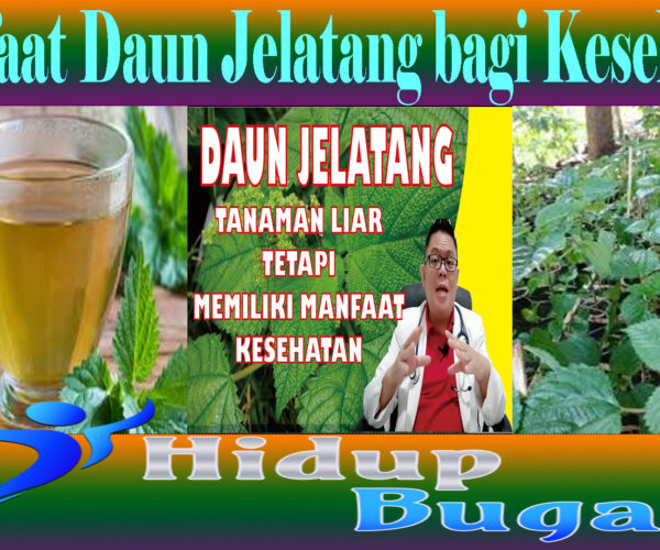 Manfaat Daun Jelatang bagi Kesehatan