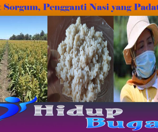 Manfaat Sorgum, Pengganti Nasi yang Padat Nutrisi