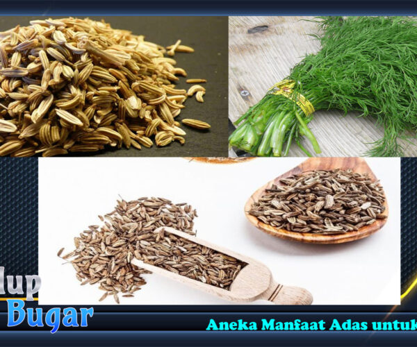 Aneka Manfaat Adas untuk Kesehatan