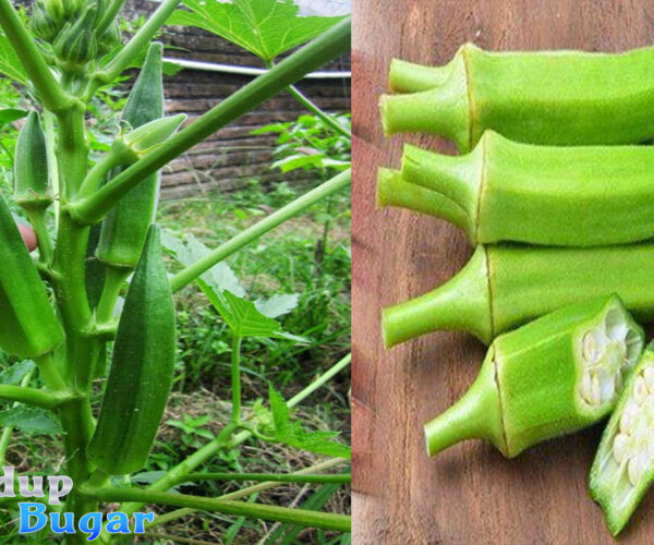 Manfaat Okra Hijau untuk Kesehatan dan Cara Mengolahnya