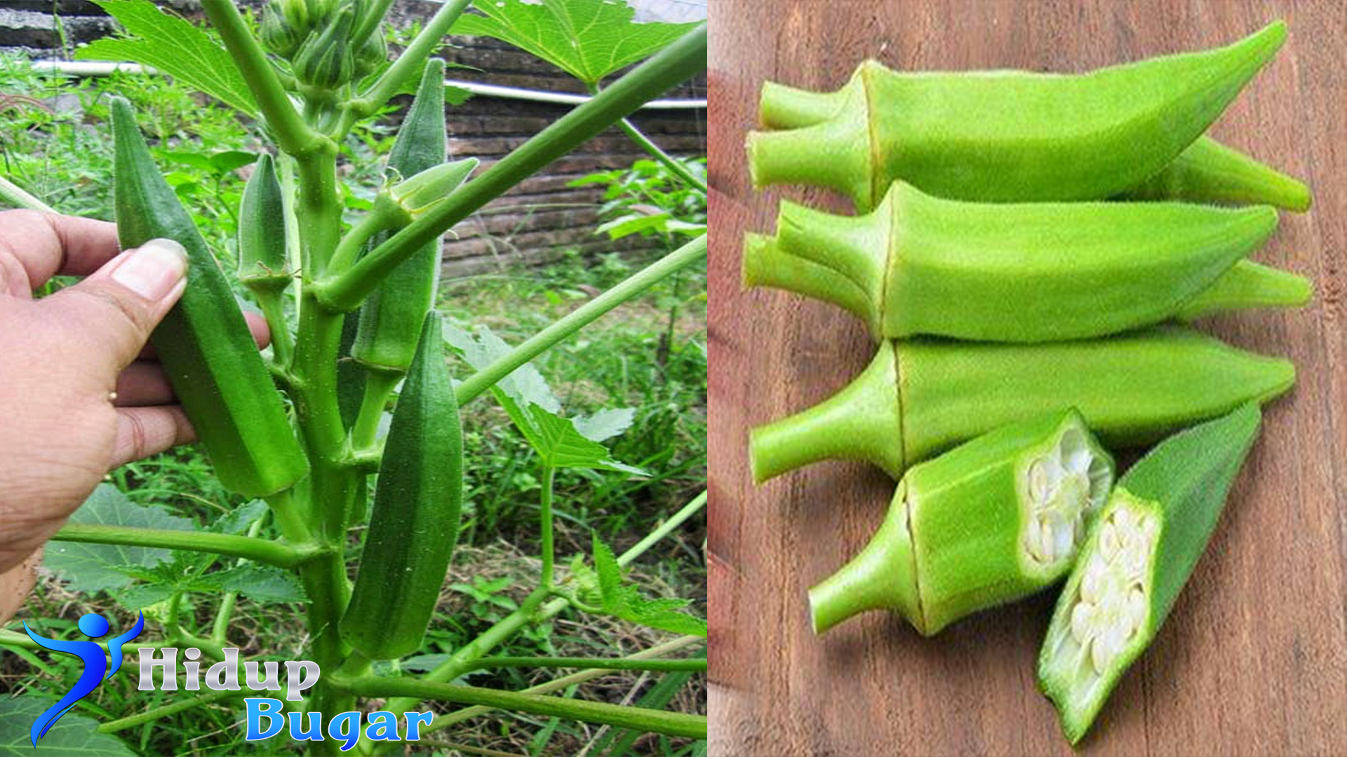 Manfaat Okra Hijau untuk Kesehatan dan Cara Mengolahnya