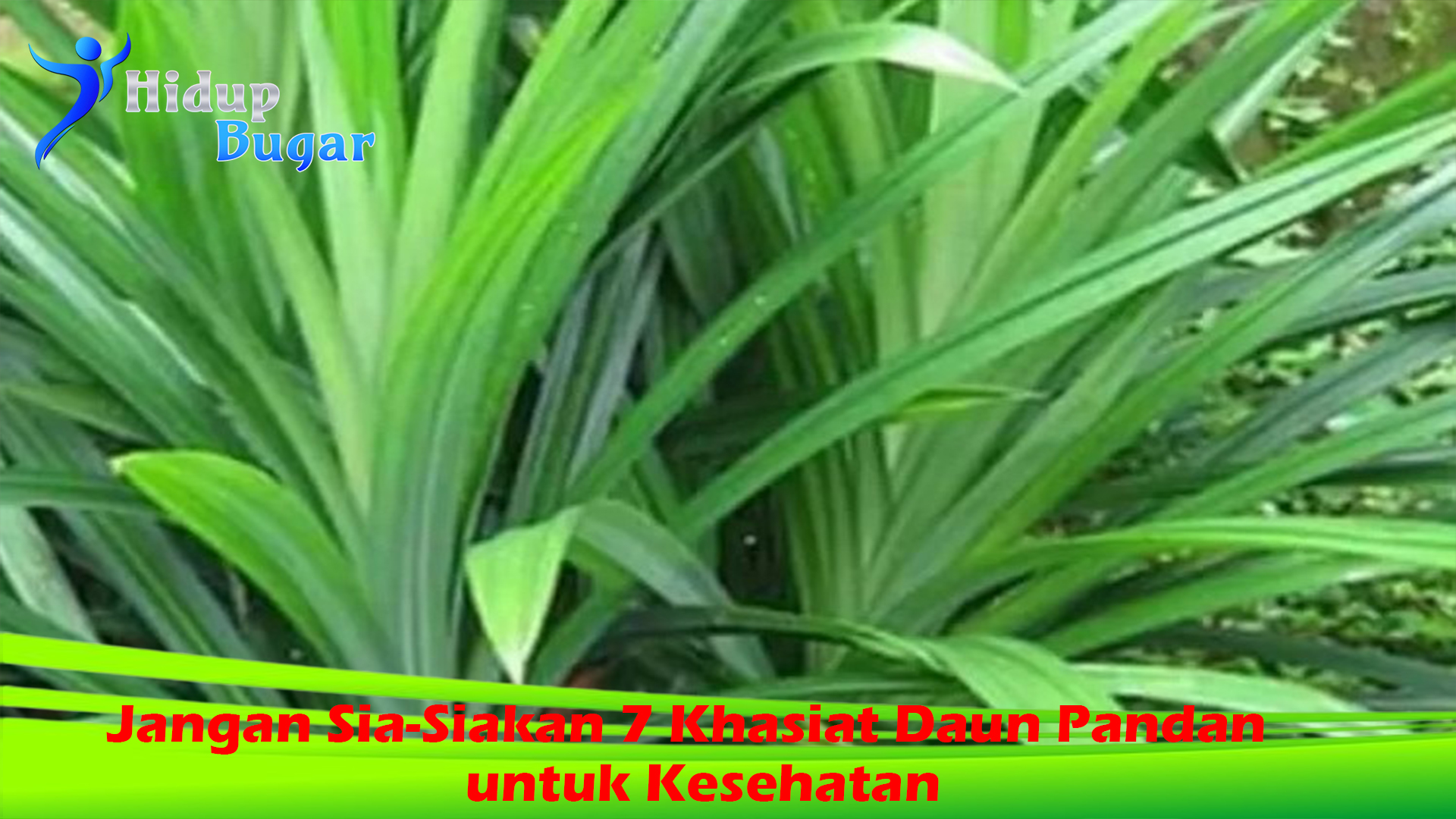 Jangan Sia-Siakan 7 Khasiat Daun Pandan untuk Kesehatan