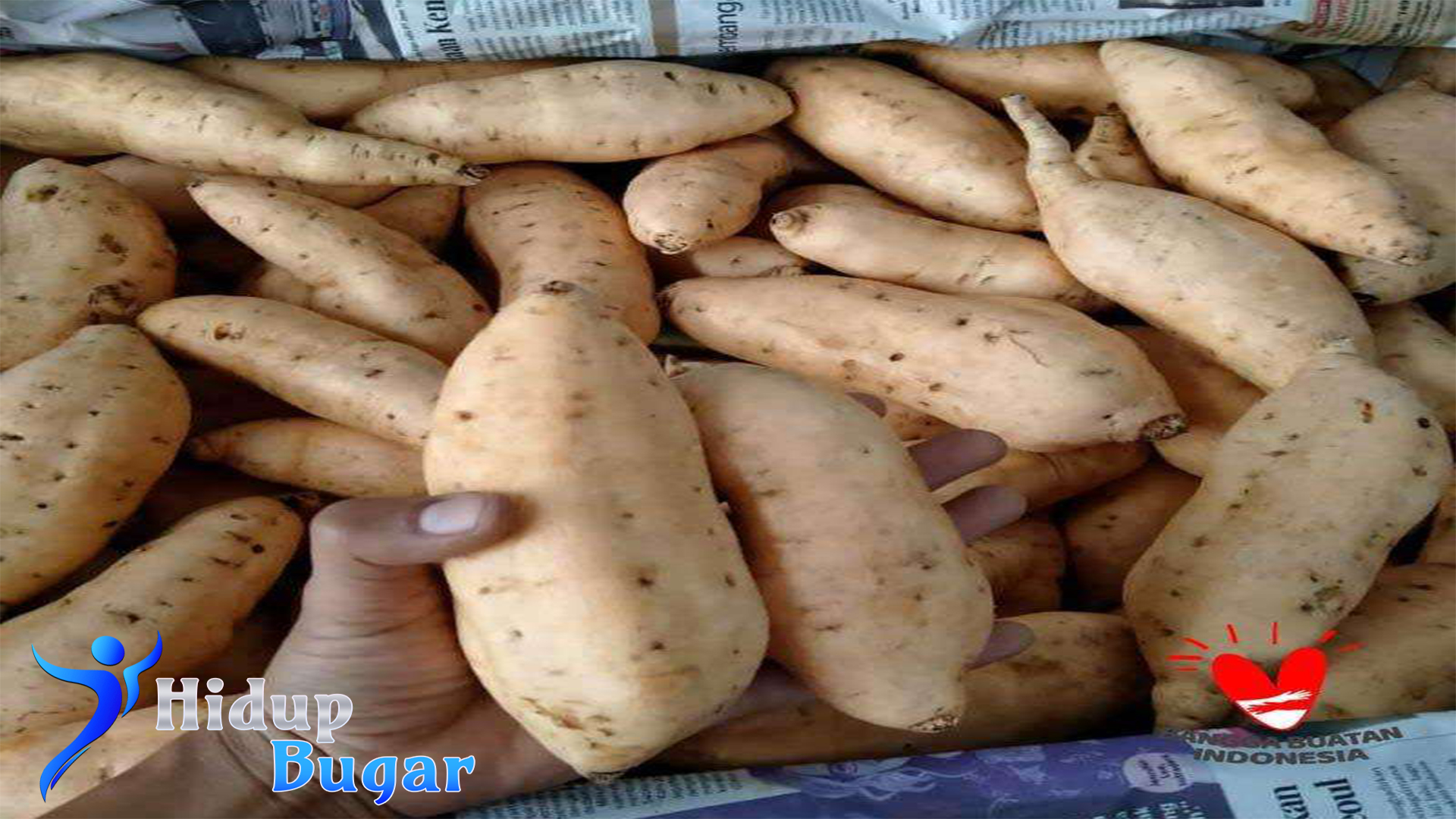 Ubi Cilembu Superfood dari Tanah Pasundan