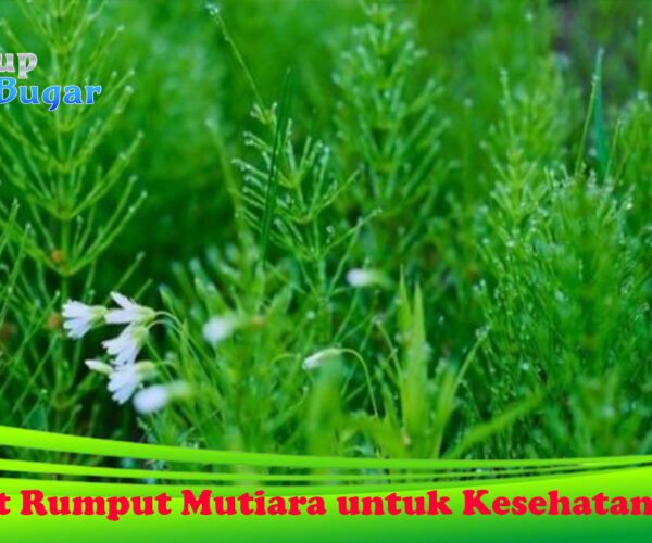 Manfaat Rumput Mutiara untuk Kesehatan Tubuh