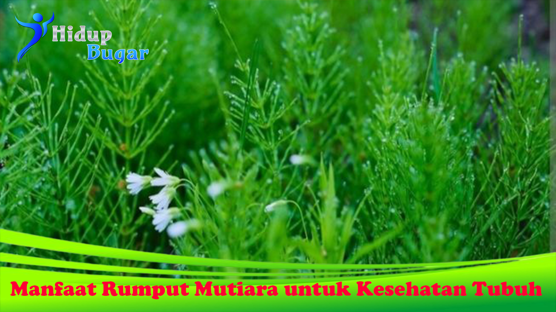 Manfaat Rumput Mutiara untuk Kesehatan Tubuh
