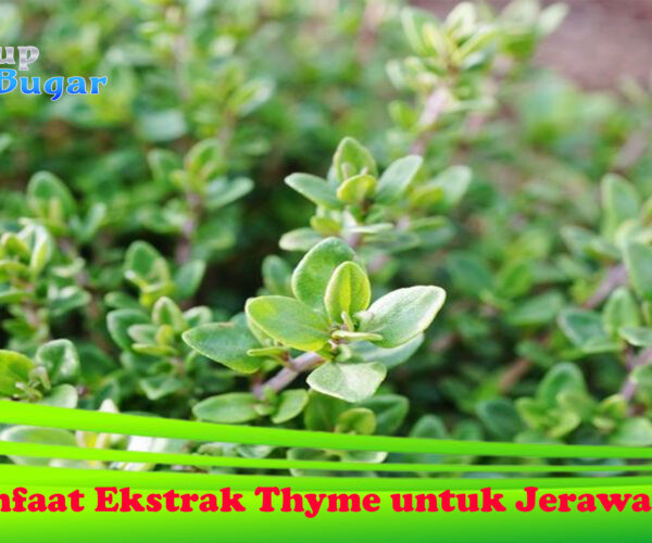 Manfaat Ekstrak Thyme untuk Jerawat