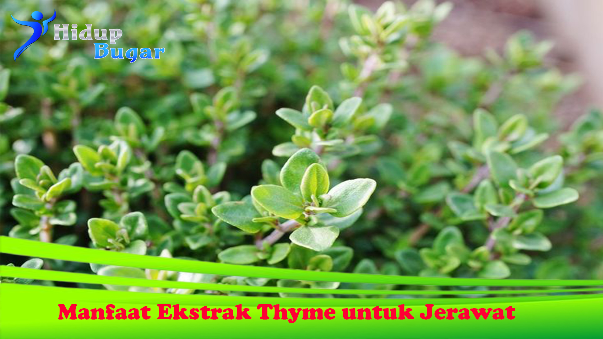 Manfaat Ekstrak Thyme untuk Jerawat