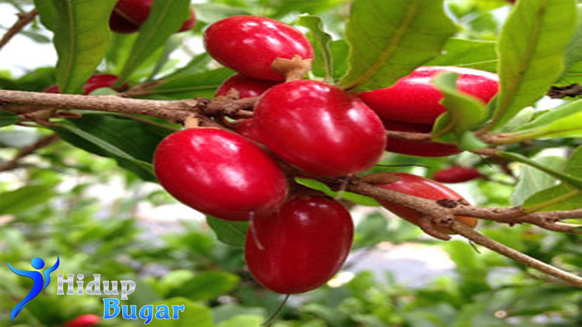 Mengenal Miracle Fruit: Si Buah Unik yang Berkhasiat Tinggi