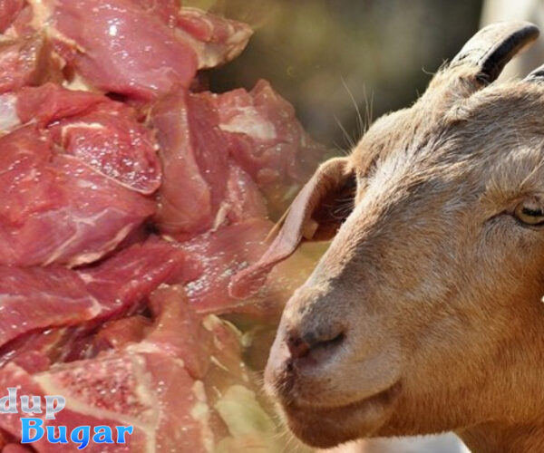 Cara Mengolah Daging Kambing untuk Kesehatan dan Manfaatnya