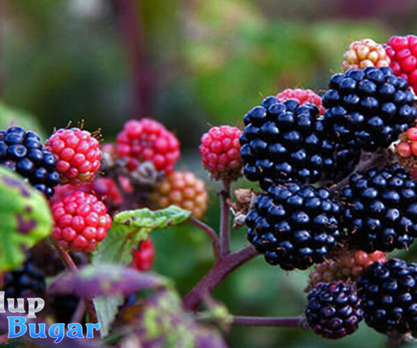 Buah Blackberry, Ragam Nutrisi dan Manfaatnya untuk Tubuh