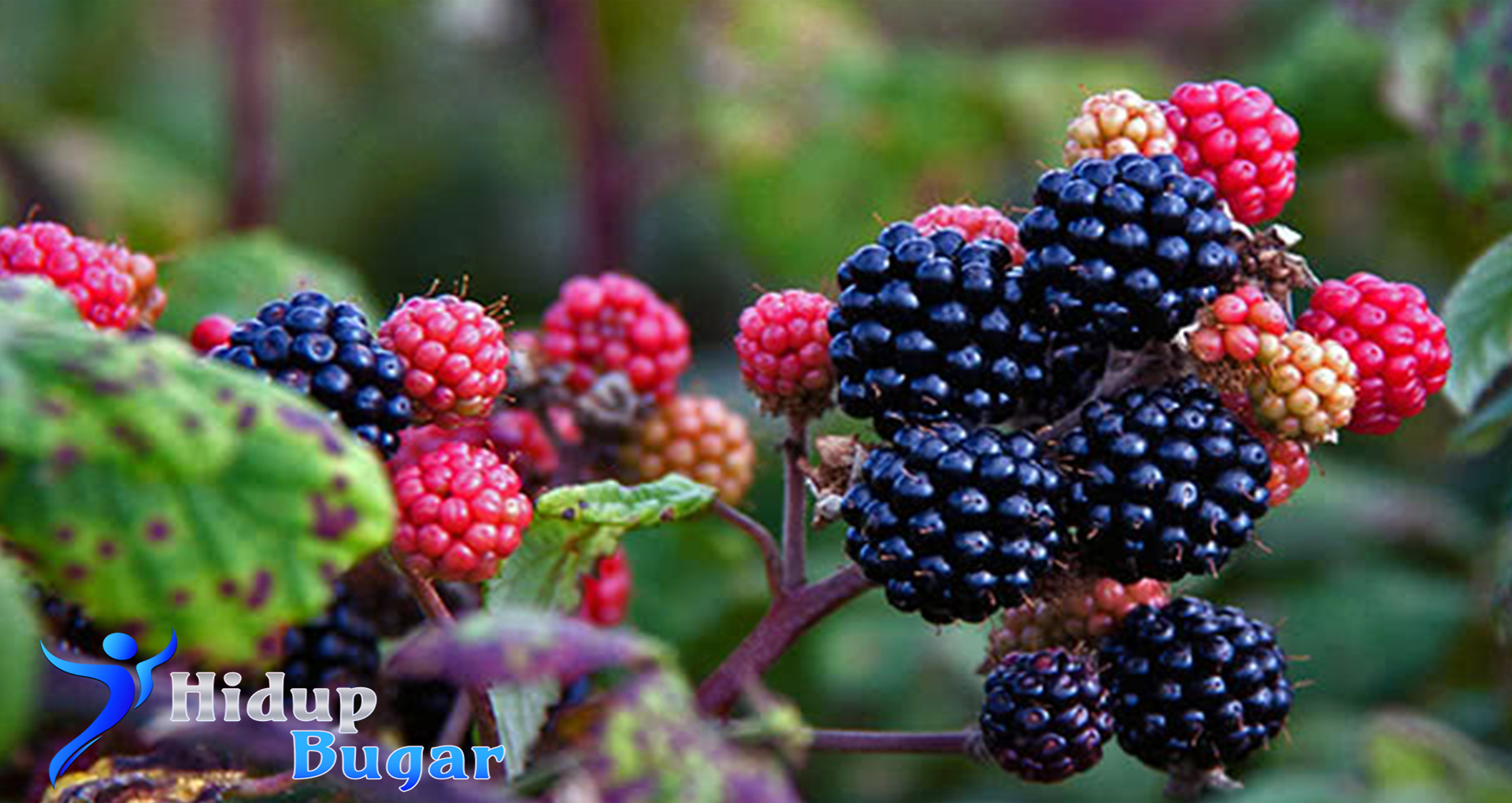 Buah Blackberry, Ragam Nutrisi dan Manfaatnya untuk Tubuh